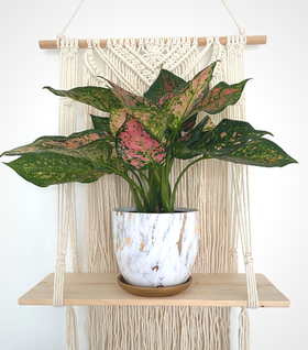 Pink Dalmatian Aglaonema