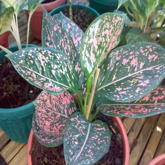 Pink Dalmation Aglaonema showing pink spots over its broad dark green leaves