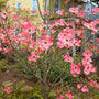 Pink Spring Flowering Dogwood Tree Beautiful Pink Spring Color