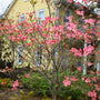 vibrant pink native dogwood tree in peak bloom in an early spring landscape in front of a yellow house