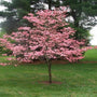 Pink flowering dogwood covered in spring flowers