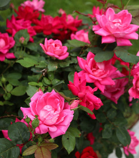 Pink Double Knock Out® Rose