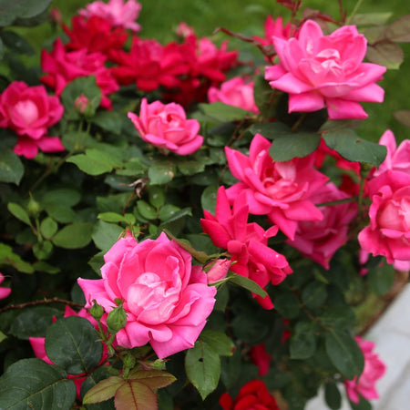 Double Knock Out® Rose
