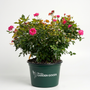 Pink Double Knock Out® Rose