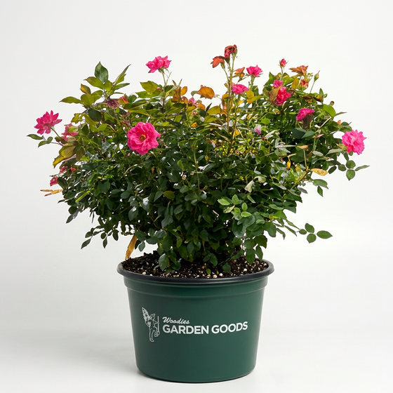 Pink Double Knock Out® Rose