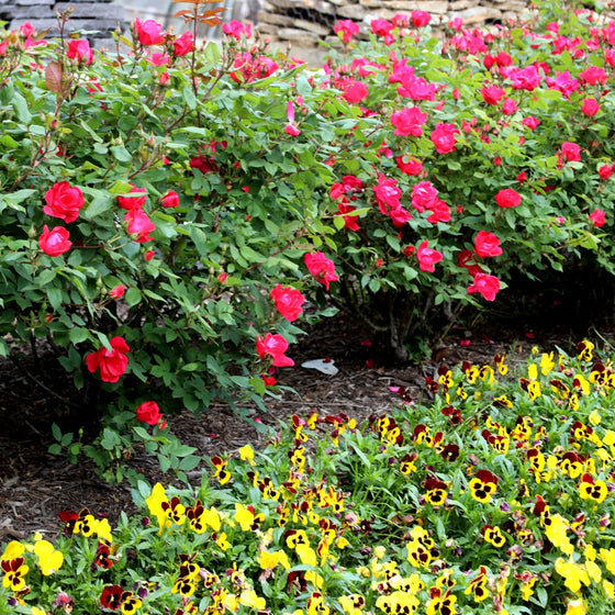 pink double knock out rose bush hedge