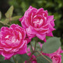 close up of pink double knock out rose