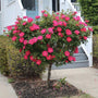 hot pink blooming rose tree