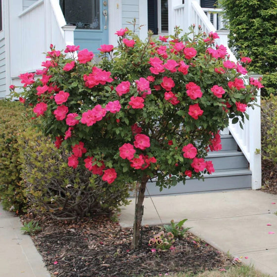 hot pink blooming rose tree