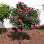 pink double knock out rose tree in bloom