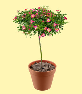 Pink Drift® Rose – Tree Form