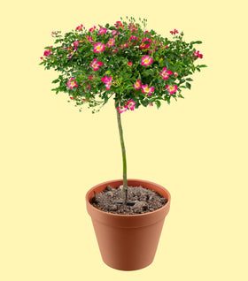 Pink Drift® Rose – Tree Form