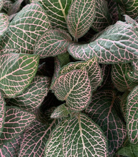 Pink Fittonia