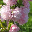 Close up of ruffled pink flowers of Pink Flowering Almond bush