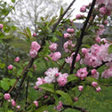 Pink Flowering Almond Shrub long branches with pink flowers and green foliage