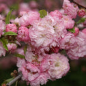 Pink Flowering Almond Shrub fluffy light pink blooms close up