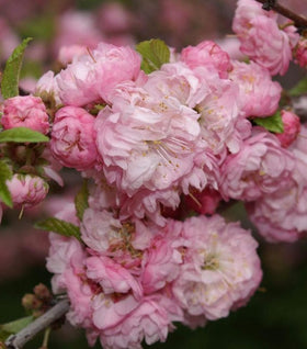 Pink Flowering Almond Shrub