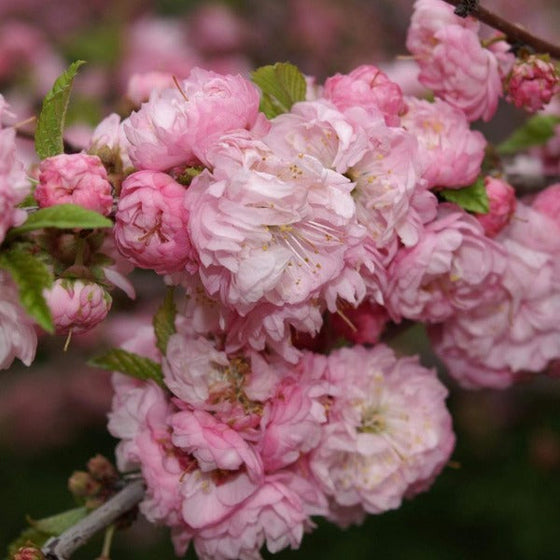 Pink Flowering Almond Shrub fluffy light pink blooms close up