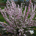 Pink Flowering Almond Shrub planted in a yard in full bloom with dense pink flowers