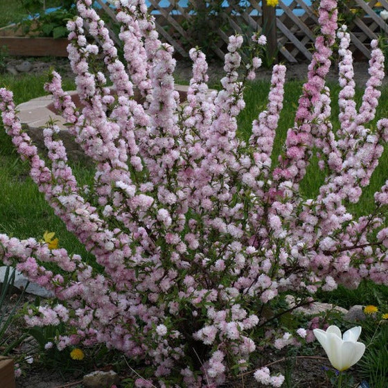 Pink Flowering Almond Shrub planted in a yard in full bloom with dense pink flowers