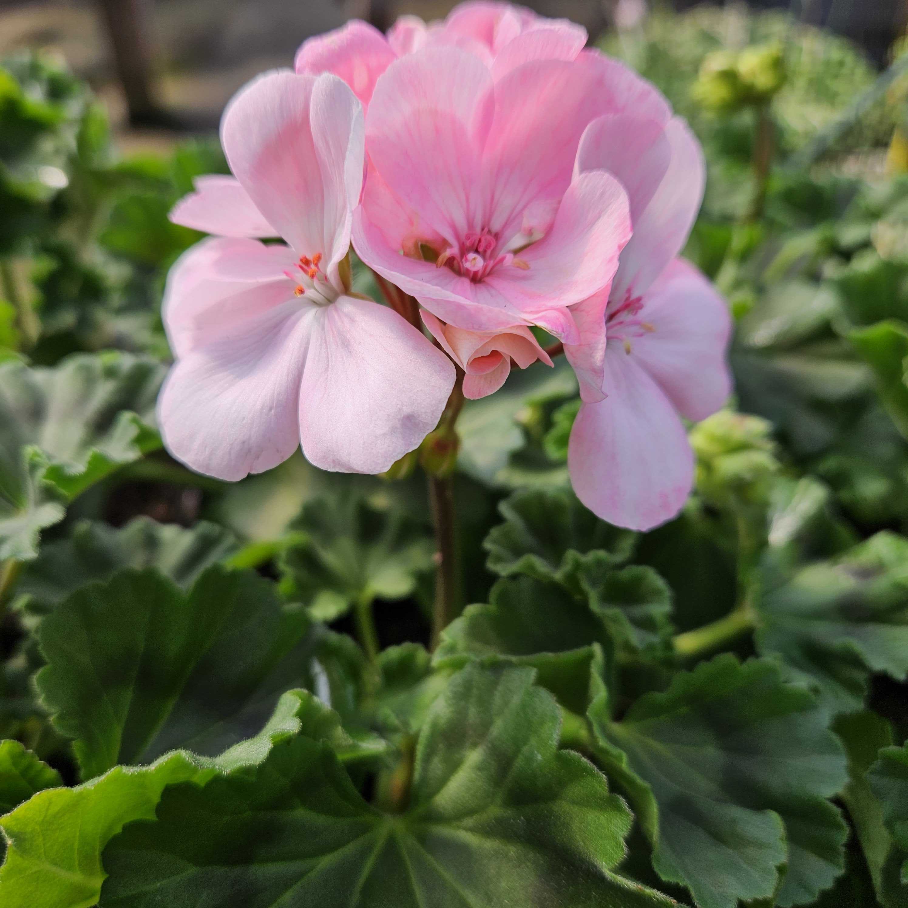 Pink Geranium for Sale