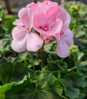 Pink Geranium