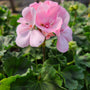 Close-up of Pink Geranium blooms showing vivid shocking pink flowers in rounded clusters above rich green leaves