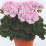 Mature Pink Geranium with a compact upright habit, dark foliage, and long-lasting seasonal bloom