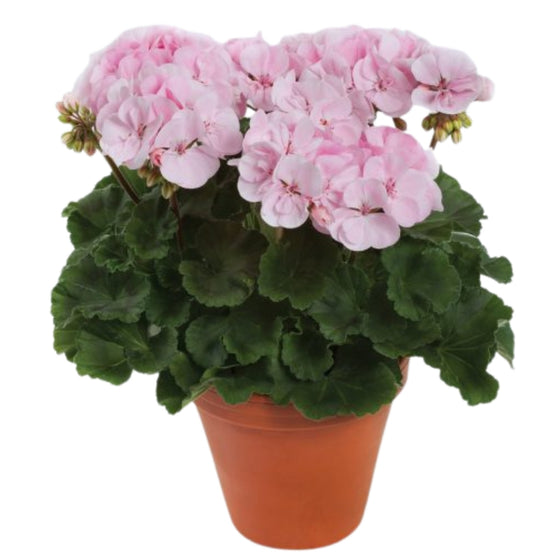 Pink Geranium growing in a porch planter with bright shocking pink flower clusters and dark green foliage