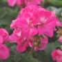 bright pink blooms of fantasia shocking pink annual geranium