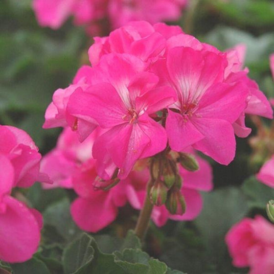 Buy Pink Geranium Online 