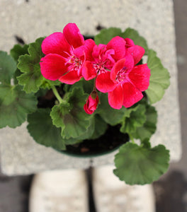 Pink Geranium