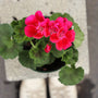 bright neon pink annual geraniums