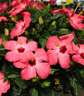 Pink Hibiscus