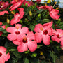 close up of vibrant pink hibiscus in bloom