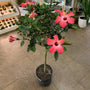 Standard Painted Lady Pink Hibiscus Tree