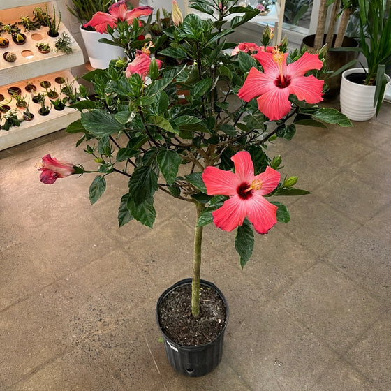 Standard Painted Lady Pink Hibiscus Tree