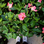 pink hibiscus bush