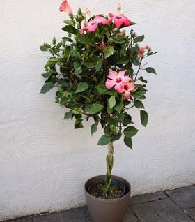 Pink Hibiscus