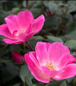 Pink Knock Out® Rose