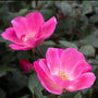 Close-up of a bright pink single Pink Knock Out® Rose flower with exposed golden stamens