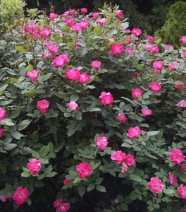 Pink Knock Out® Rose