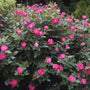 Pink Knock Out Rose bush covered in bright pink single flowers with golden centers above dense mossy-green foliage