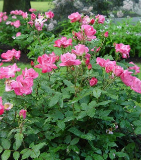 Pink Knock Out® Rose