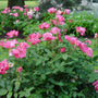 Pink Knock Out® Rose hedge displaying repeated bright pink blooms and dense green foliage