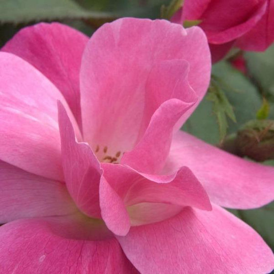 soft pink petals with lighter centers of this knock out rose