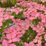 pastel pink flowers of Pink Flowering Kousa Dogwood