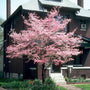 Pink Kousa Dogwoods perfect for along sidewalks