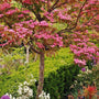 Pink Flowering Kousa Dogwood
