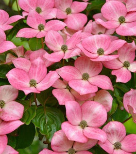 Pink Kousa Dogwood